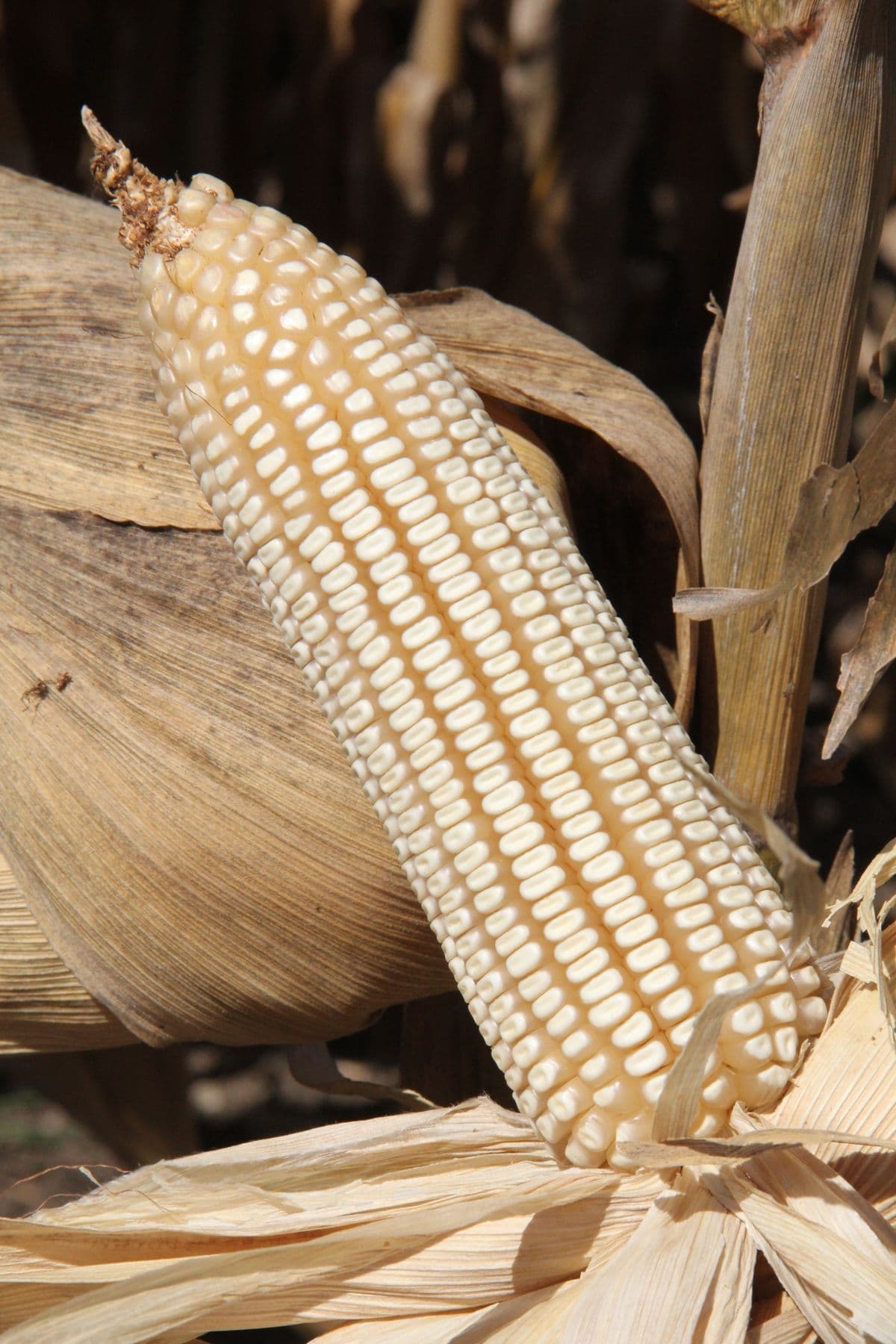 Rows of fresh maize cobs in their green husks
